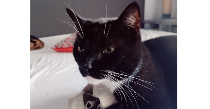 Bitte helft meinem Kater Siddhartha – er kämpft ums Überleben