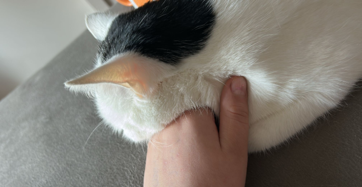 Rettet Max (FIP)