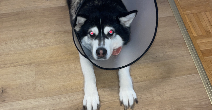 Hilfe für Dixyt‘s Operation