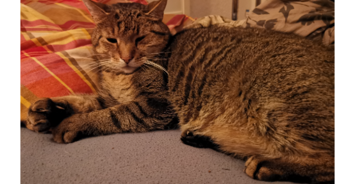 Hilfe für Bailey – dringende OP für ein schmerzfreies Katzenleben
