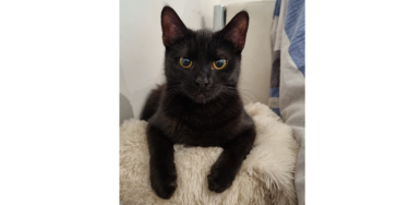 Bitte helft meiner Katze Malia – jede Spende rettet ihr Leben 🐱❤️