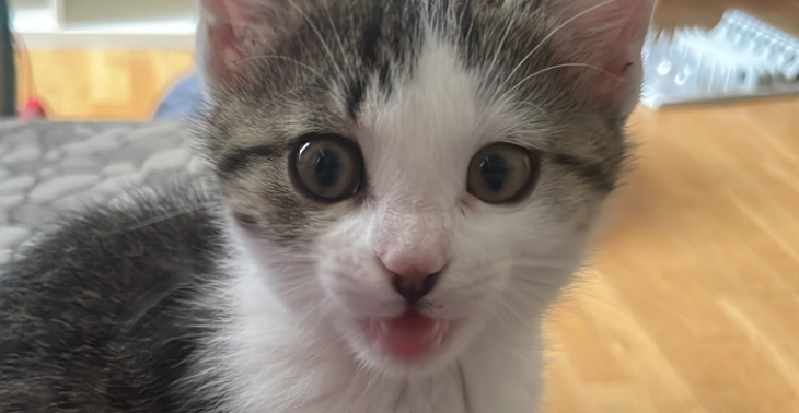 Operation einer Baby Katze