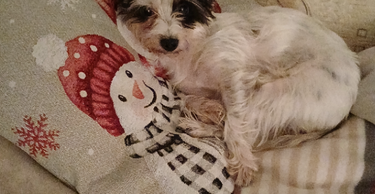 Zahn OP für Lilly mini Yorkshire