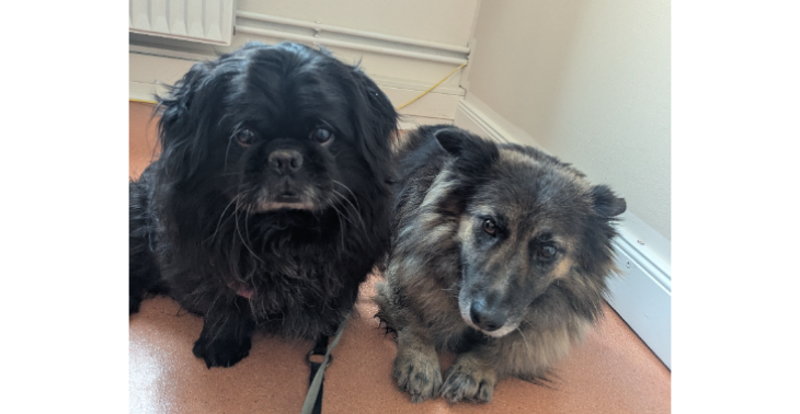 Dringend notwendige Zahn-OP für meine beiden Hunde