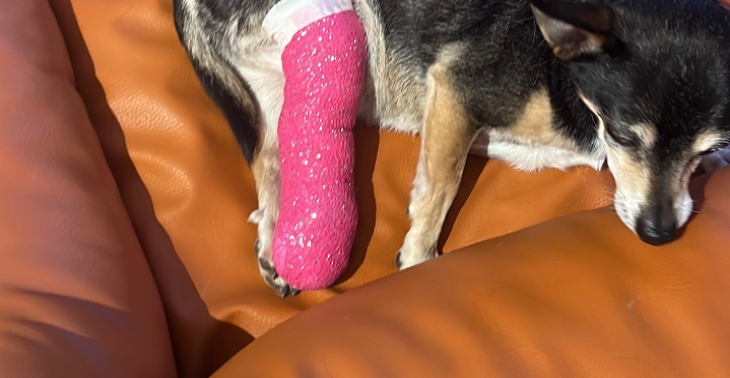 Ein Moment, ein Biss - bitte helft meinem Hund
