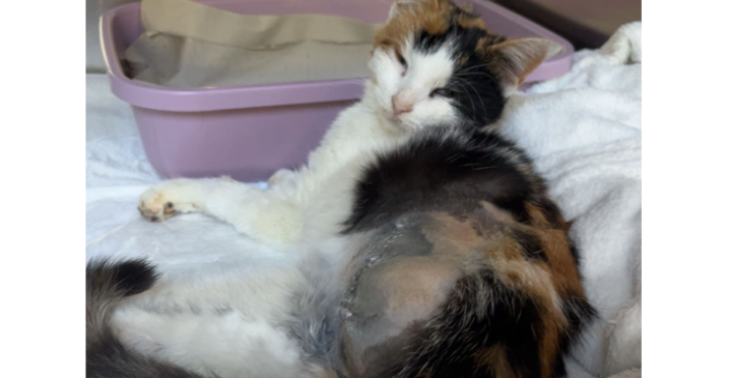 Hilft meine Katze🥺🙏🏻