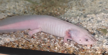 Hilfe für kranke und verwahrloste Axolotl
