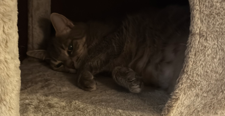 Meine Katzen sind schwer Krank Bitte hilft mir 🙏