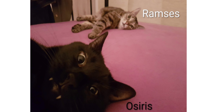 Tierarztkosten für Ramses und Osiris