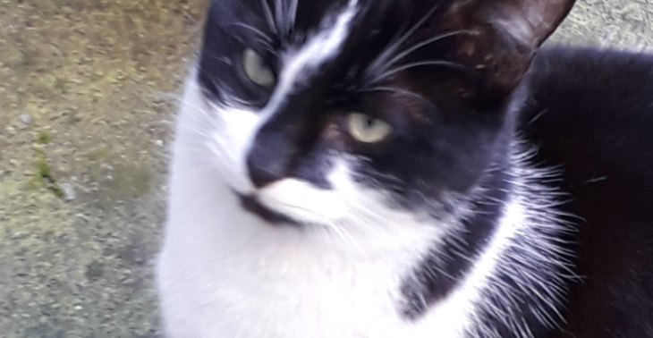KATZENFUTTER UND TIERARZTKOSTEN