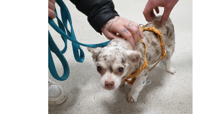 Wir bitten euch um Hilfe für unseren schwer kranken Chihuahua Cino