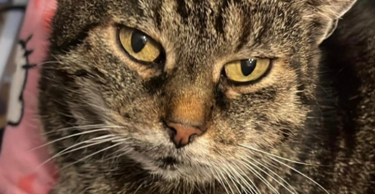 Trauer einer Katze im schlechten gesundheitlichen Zustand