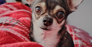Molly hat einen Leistenbruch