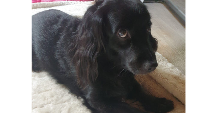 Tierarzt kosten für Mein Hund