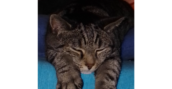 Hilfe für Rocko