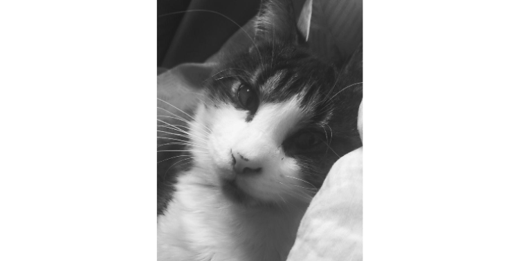 Bitte helft meinem Kater – dringend Kastration nötig 🐾