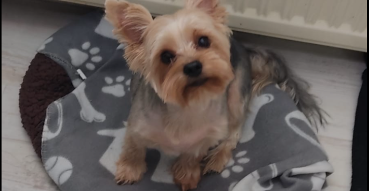 Hilfe für Buddy