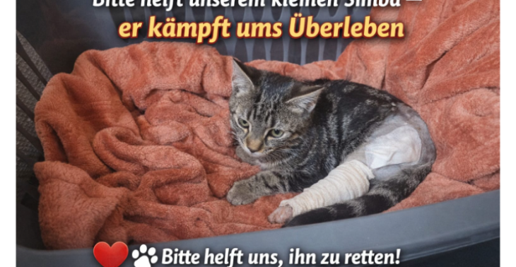 Helft uns Simba zu retten!