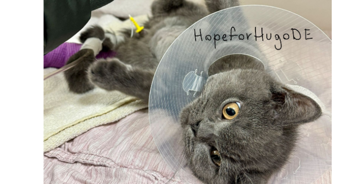 Kindly Help Hugo : Emergency Care & Recovery Funds