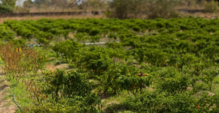 Landwirtschaft für Arme fammielien in Gambia und Senegal zu untertützen