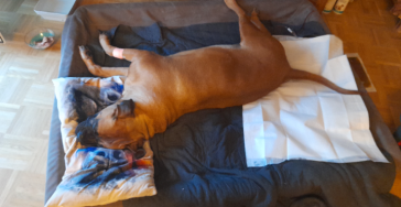 Reha und Arztkosten für unseren Hund