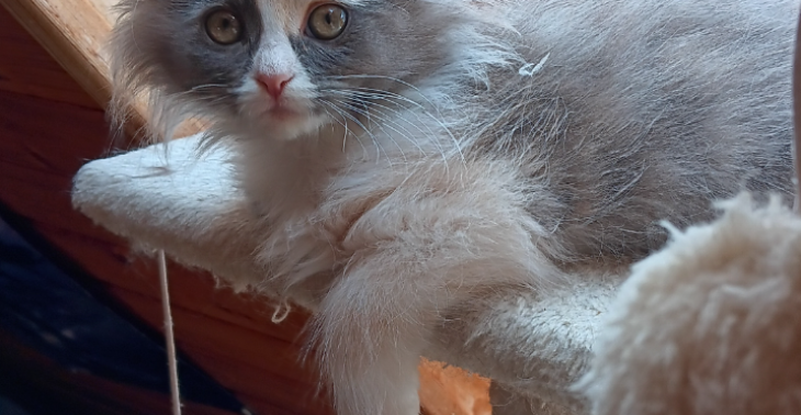 Unser Katze Sky braucht Hilfe.