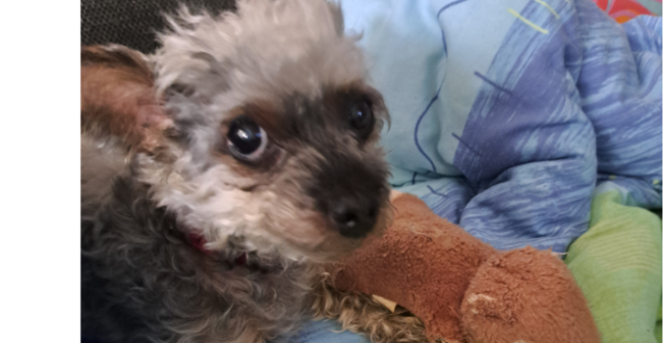 Helft meiner Daisy