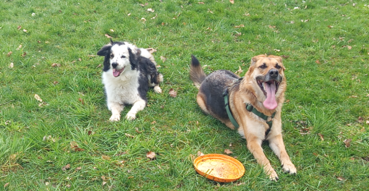 Assistenzhund