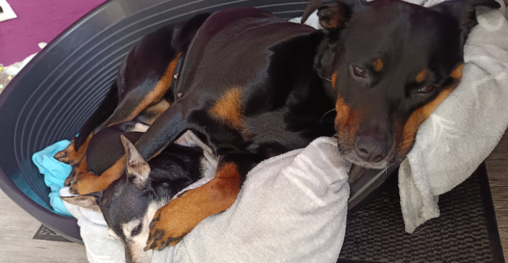 OPs meiner Hunde