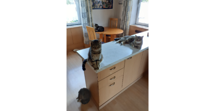 Finanzielle Hilfe unserer Katzen