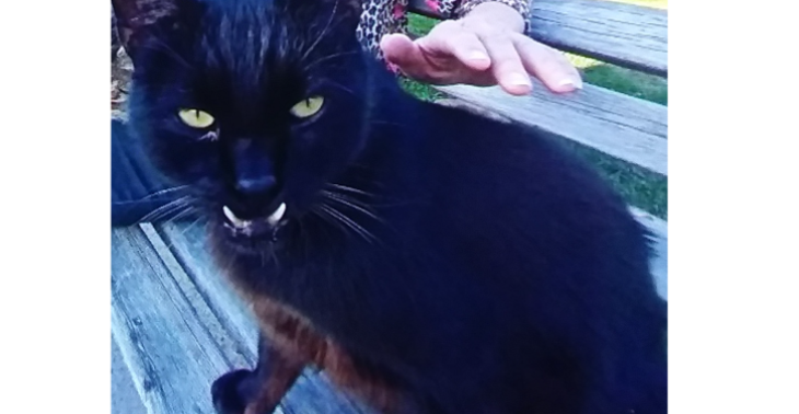 Bitte um Hilfe für unseren Kater  Morle