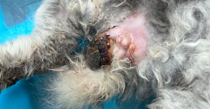 Tierschutz Hasenrettung
