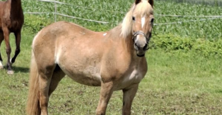 Spezialfutter für mein Pferd