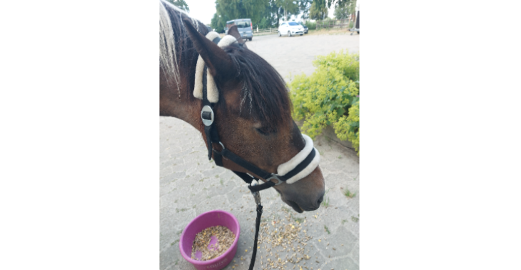 Hilfe für krankes Pony