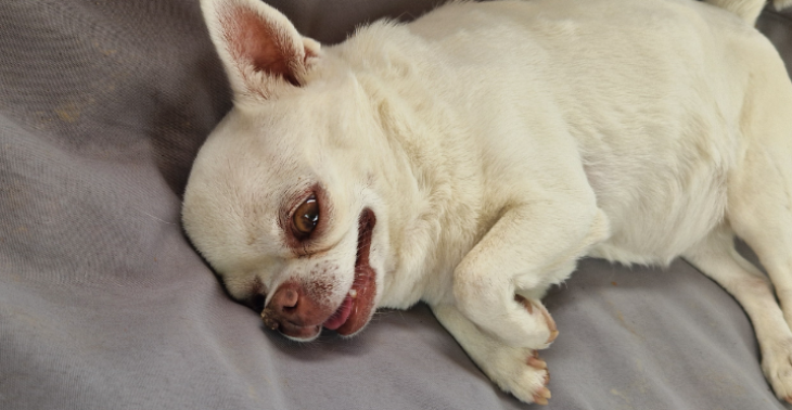 Lola braucht Herz