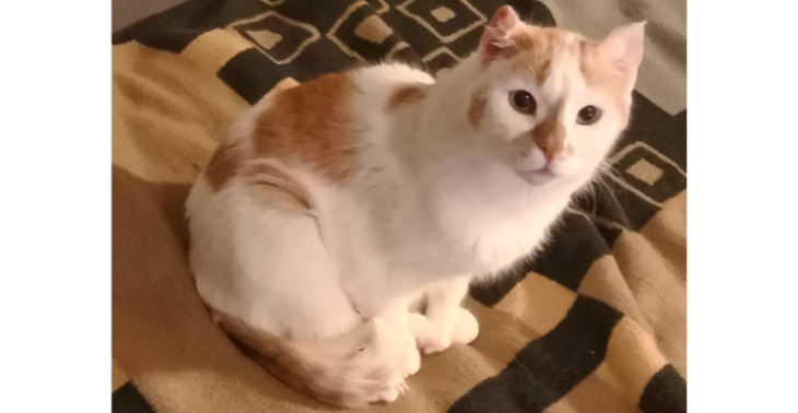 Tierarzt kosten für Operation Kater "Benni"