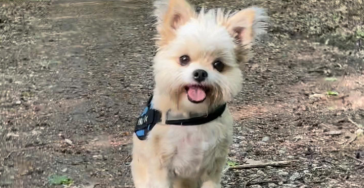 Patella und Kreuzband bei Hugo❤️