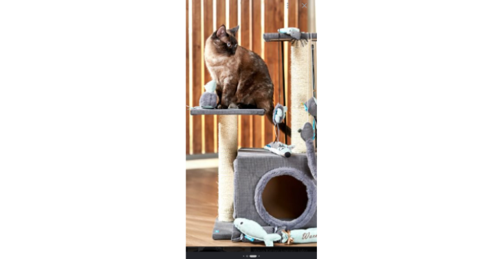 Dringende Hilfe für Katzen OP