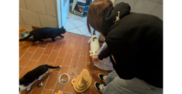 Ein Katzenwohnzimmer
