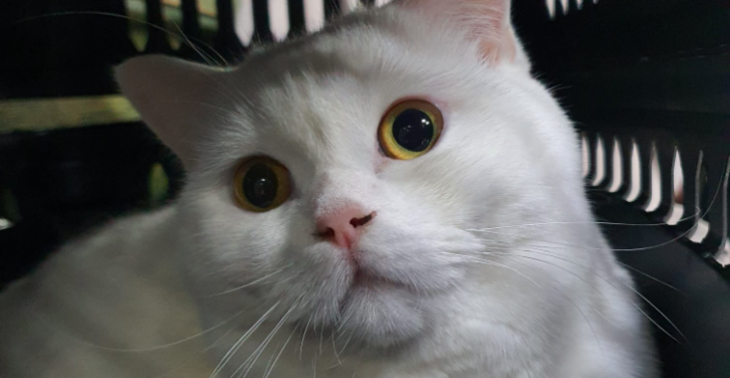 Operation Katze Hüfte Gelenk OP