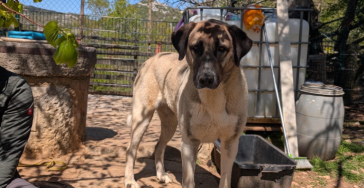 Schnelle Hilfe für Shelter in Kroatien