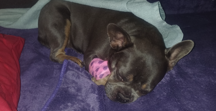 Bandscheiben op bei meiner sunny