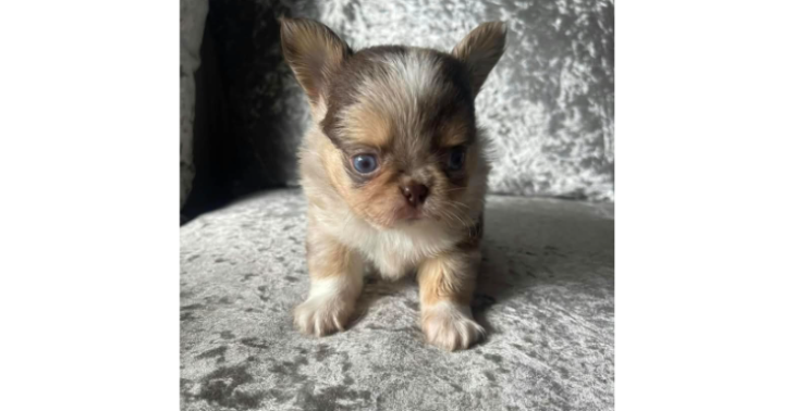 Mini Chihuahua welpen