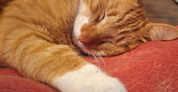 Helft Kater Pommes